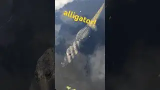 More alligators!