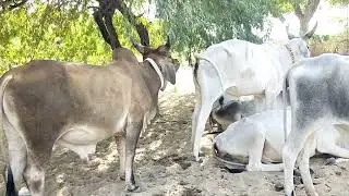 Original Red Kankrej Breed Bull among the Kankrej Cows in Thar desert