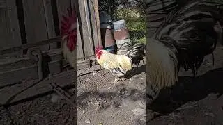 петух гамбургский