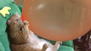 Funniest Cats Of TikTok! Funny cats COMPLATİON of 2023!
