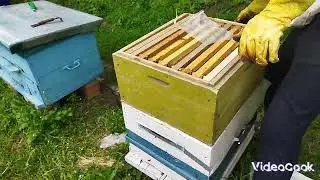 Отводок набрал силы полный корпус расплода даю второй корпус