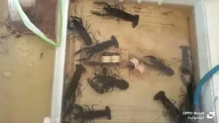 Lobster air tawar