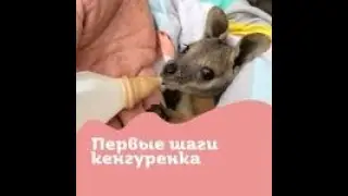 😍РУЧНОЙ КЕНГУРЕНОК😍