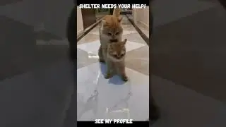 Funny Dogs 