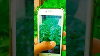 i phone camera review 😲||#shorts #shortvideo