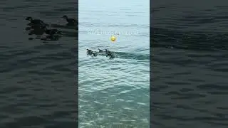 даже у животных есть чувство юмора😆 #animals
