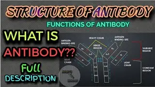 ANTIBODY STRUCTURE || STRUCTURE OF ANTIBODY || ANTIBODY STRUCTURE AND FUNCTIONS || IMMUNOGLOBULIN