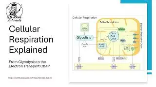 Cellular Respiration Made Easy! From Glucose to ATP