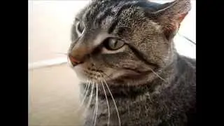 Cat Dances for Fun