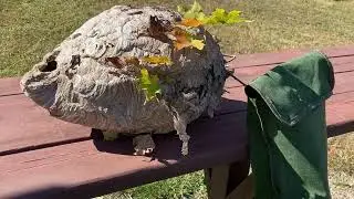 Fall Day Collecting A Couple Nests From Trees
