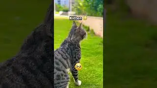 Kitties love ❤️. #kitten #love #animals #catfunny #catfails #failarmy #failsvideo #funny