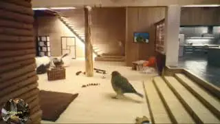 Nada mole vida de passarinho