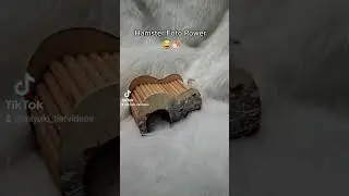 Hamster Fotos machen für Shop - So sieht es aus hinter den Kulissen