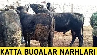 KATTA VA SEMIZ BUQALAR NARHLARI SURXONDARO VILOYATI QIZIRIQ JAHON MOL BOZORI 