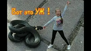 Ужик на солнышке.