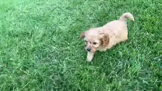 Harlem Playing Outside!
