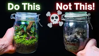 10 ESSENTIAL Terrarium Tips For Beginners!