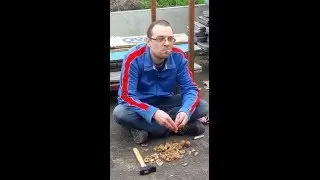 UN GOGOL MANGE DES NOIX