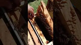 Бакфаст всегда с мёдом! Матки Бакфаст 8(928)42-88-497
