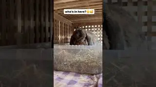 Who’s In Here?🤔🐰