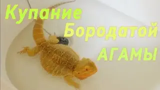 Купание бородатой агамы