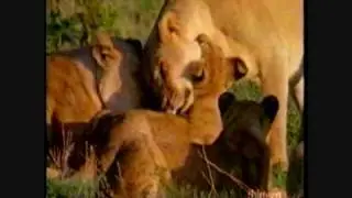 Out in Nature: Homosexual Behavior in the Animal Kingdom (3 of 6)