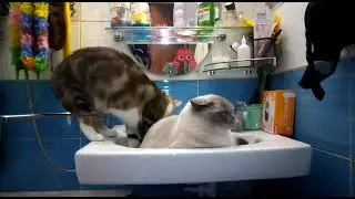 Котовасия и кошковалилия)