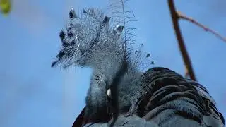 Amazing World of Birds| Animal Marvels