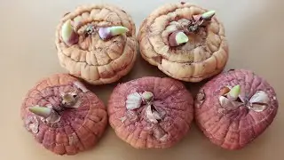 How to plant Gladioli in the spring so that they do not fall