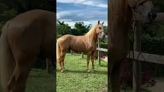 Bruno Leite - Cavalo Manga Larga (Suzy Joy)