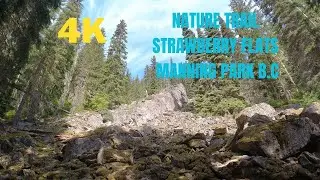 4K NATURE SOUNDS Strawberry Flats Trail [MANNING PARK B.C] NO MUSIC