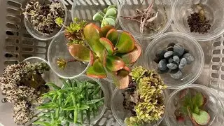 распаковка суккулентов от Георгия Аристова