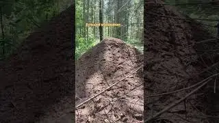 Очень большой муравейник.