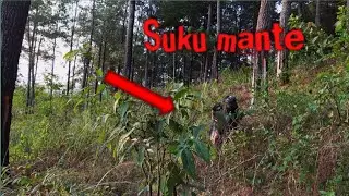 Terlihat suku mante sedang berburu makanan, beginilah aslinya