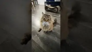 I woke up my Siberian Cat so he can do his ‘paw’ trick