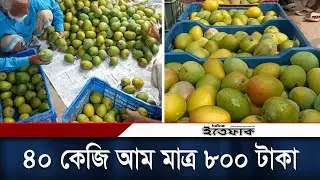 ৪০ কেজি আমের দাম মাত্র ৮০০ টাকা | Harivanga Mango Price | Rangpur | Daily Ittefaq