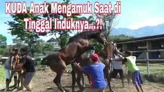 #pejantan