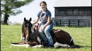 Kid Friendly Horse For Sale