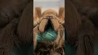GIANT PINK TARANTULA EATS A BLUE GUMMY WORM CATERPILLAR!