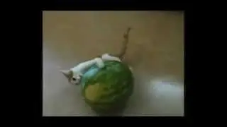 Смешные коты с прикольной музыкой. Funny Cat