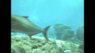 shark акула