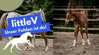 Unser Fohlen ist da! Der erste Ausflug🐎❤️ #pferdezucht #fohlen