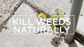 How to Kill Weeds the Natural Way