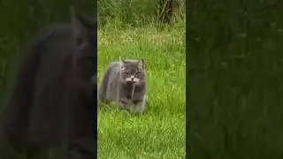 Коты наслаждаются жизнью переезда из квартиры в дом