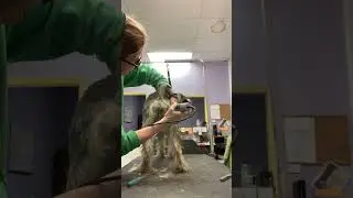 Don't Ruin The Hand-Stripped Rear Transition Areas on Your Schnauzer!