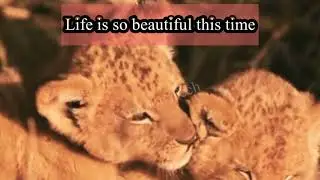 Most Funny and Cute Baby Lion Video||#wild of Kiratoon Wild ||@KiratoonWildStory  ​