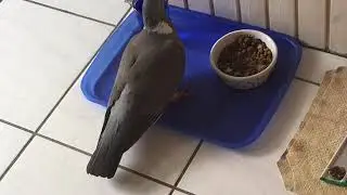 Pigeon William is stealing the breakfast of the cat