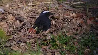 Siberian Thrush (Geokichla sibirica)