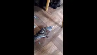 Котя притащила добычу. Птичка спасена.