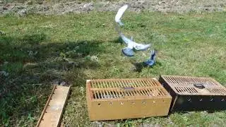 Молодые 3км. 19.06.18